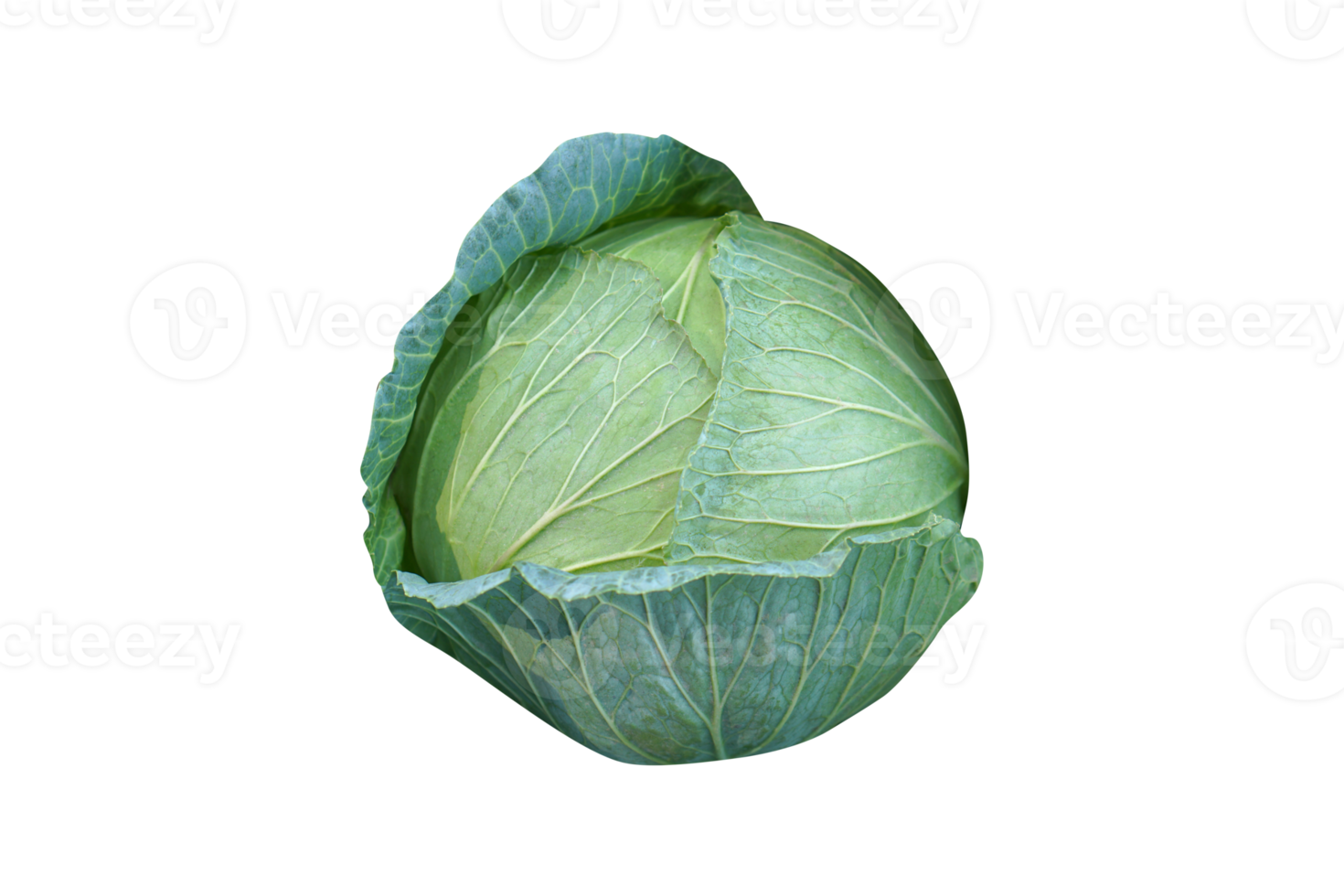 Organic green cabbage background in the garden 20952326 PNG