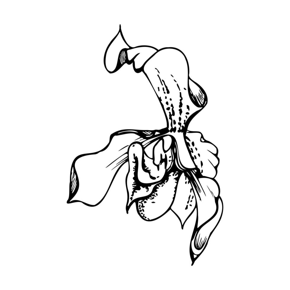 mano dibujado vector tinta orquídea, monocromo, detallado describir. de cerca dibujo de soltero Venus zapatilla flor. aislado en blanco antecedentes. diseño para pared arte, boda, imprimir, tatuaje, cubrir, tarjeta.