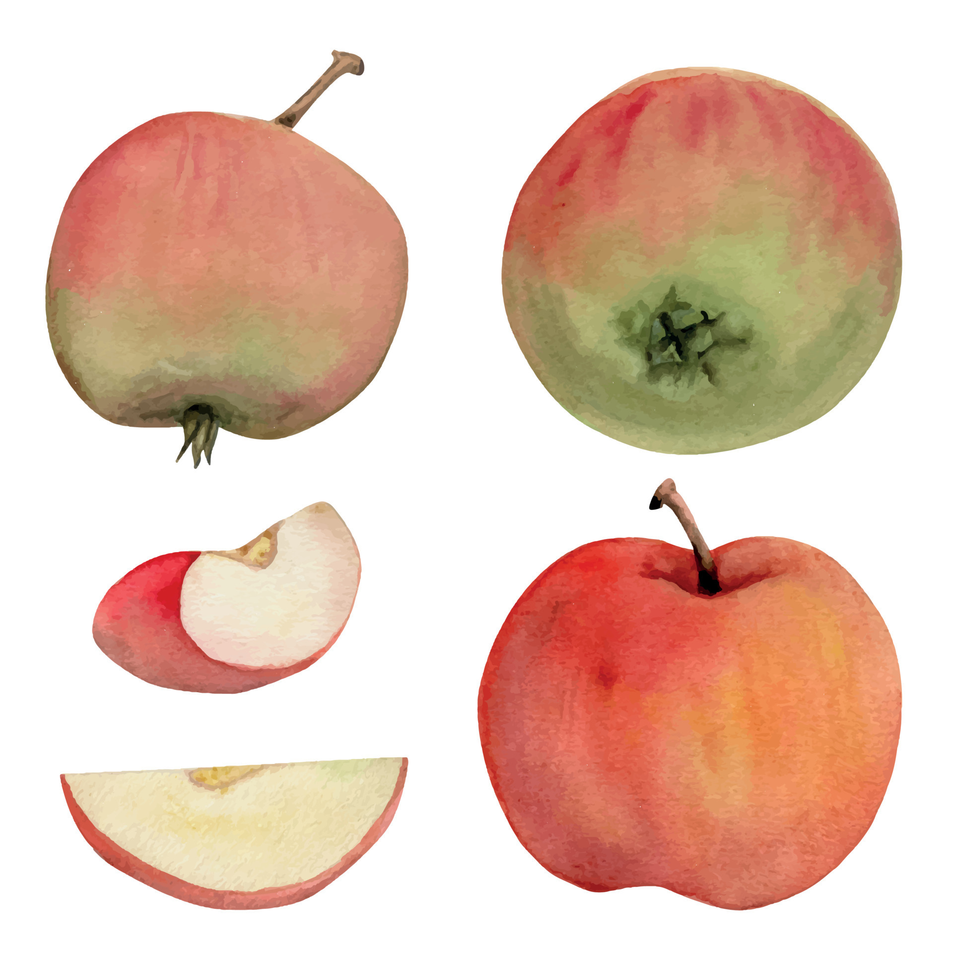 Hand drawn watercolor composition with ripe apple fruit, full and slices, with leaves, red and