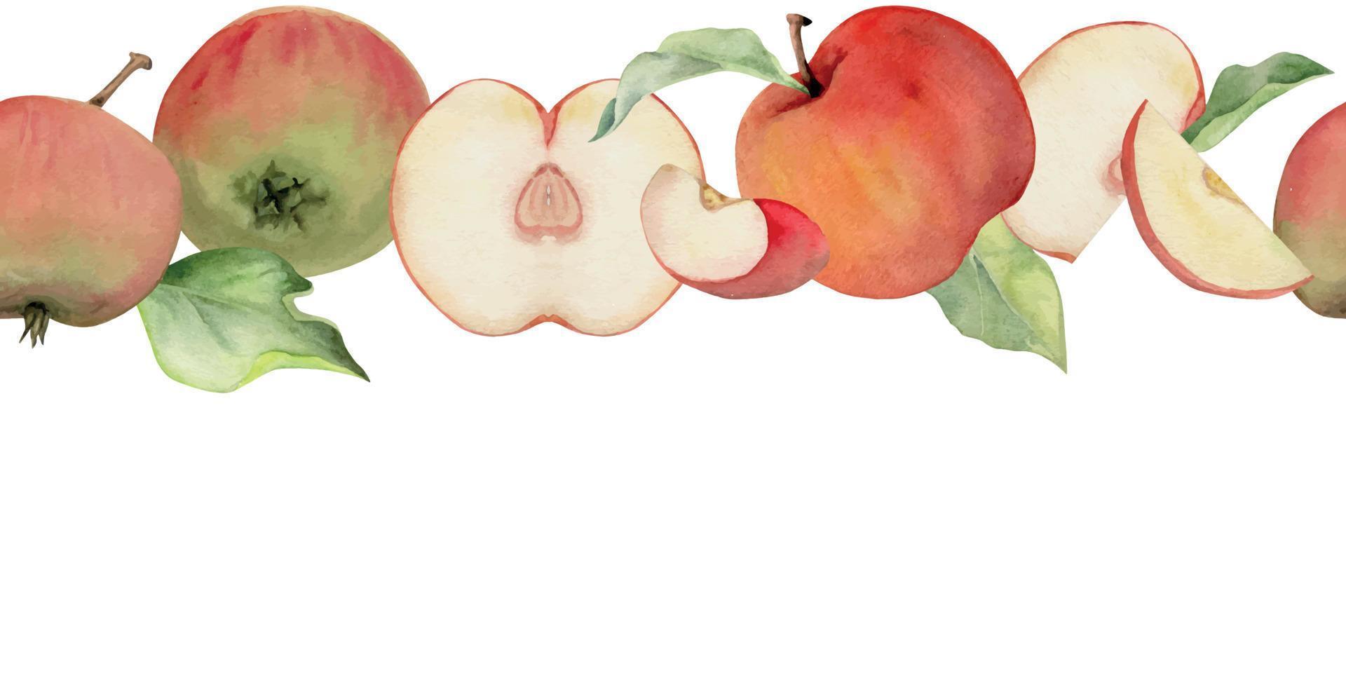 Hand drawn watercolor apple fruits ripe, full, slices, red and green color, leaves. Seamless horizontal banner. Isolated on white background. Design for wall art, wedding, print, fabric, cover, card. vector