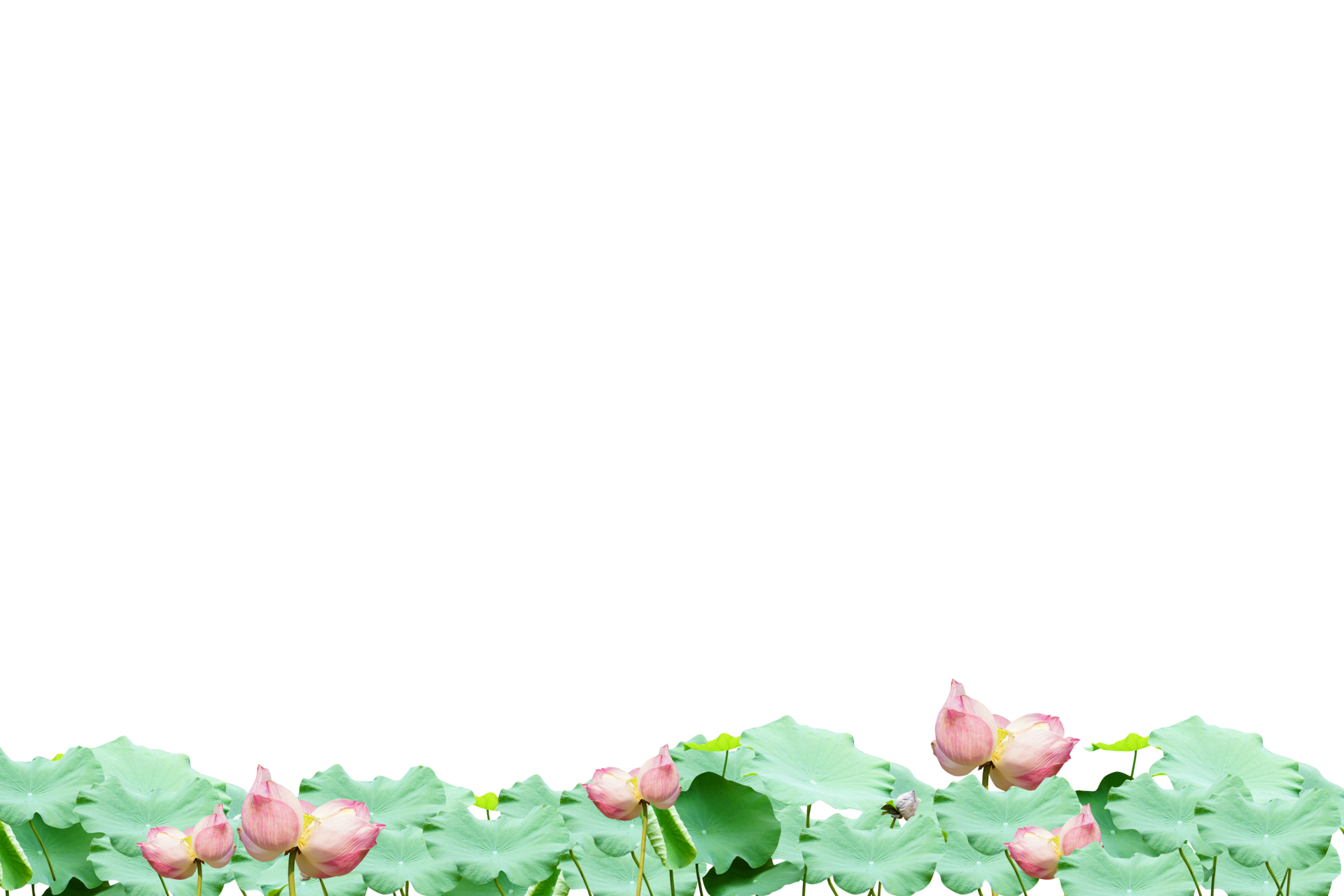 Lotus flowers and lotus leaves are used to worship the Lord Buddha