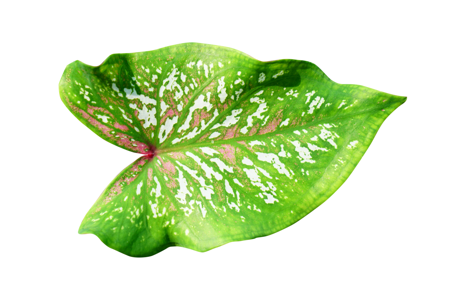 Free beautiful Caladium bicolor leaves 20952437 PNG with Transparent