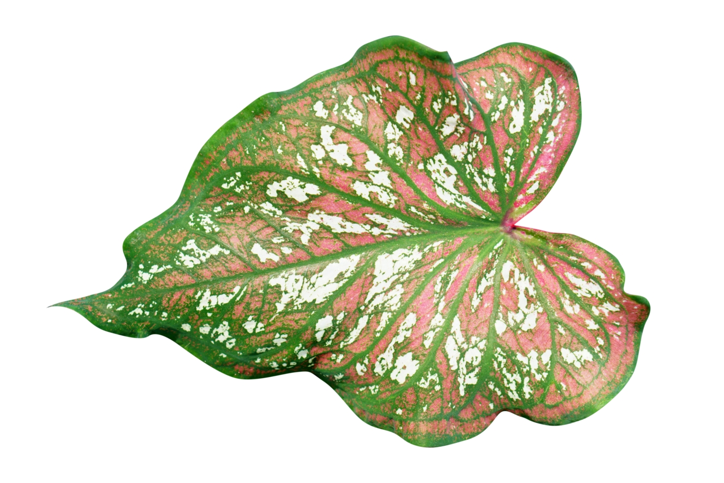 Free beautiful Caladium bicolor leaves 20952441 PNG with Transparent