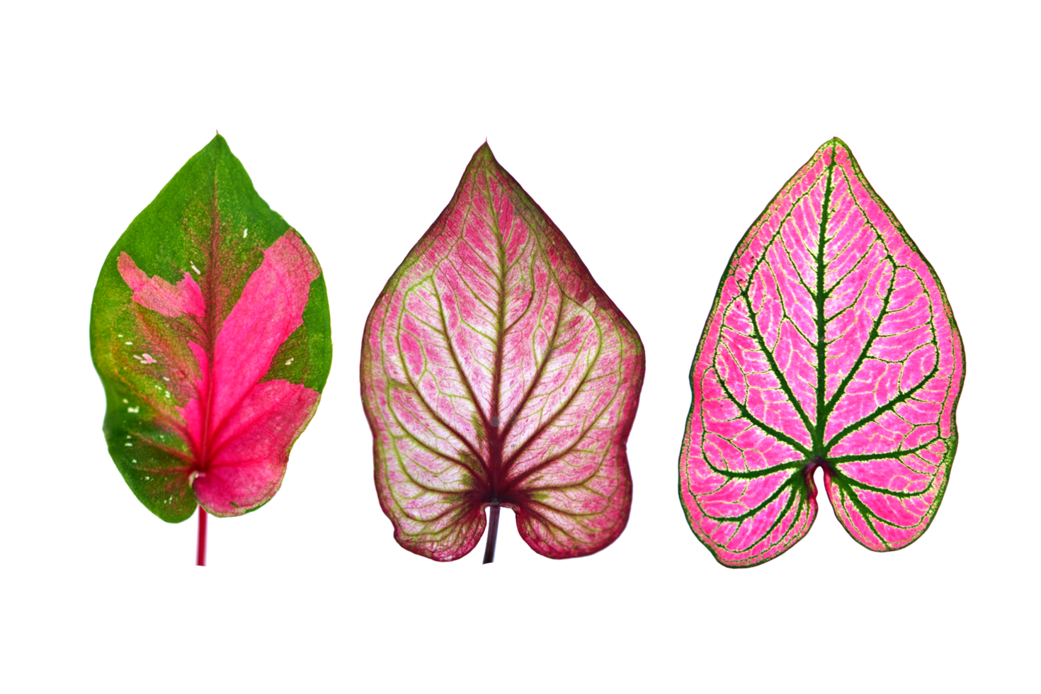 magnifique caladium bicolore feuilles png