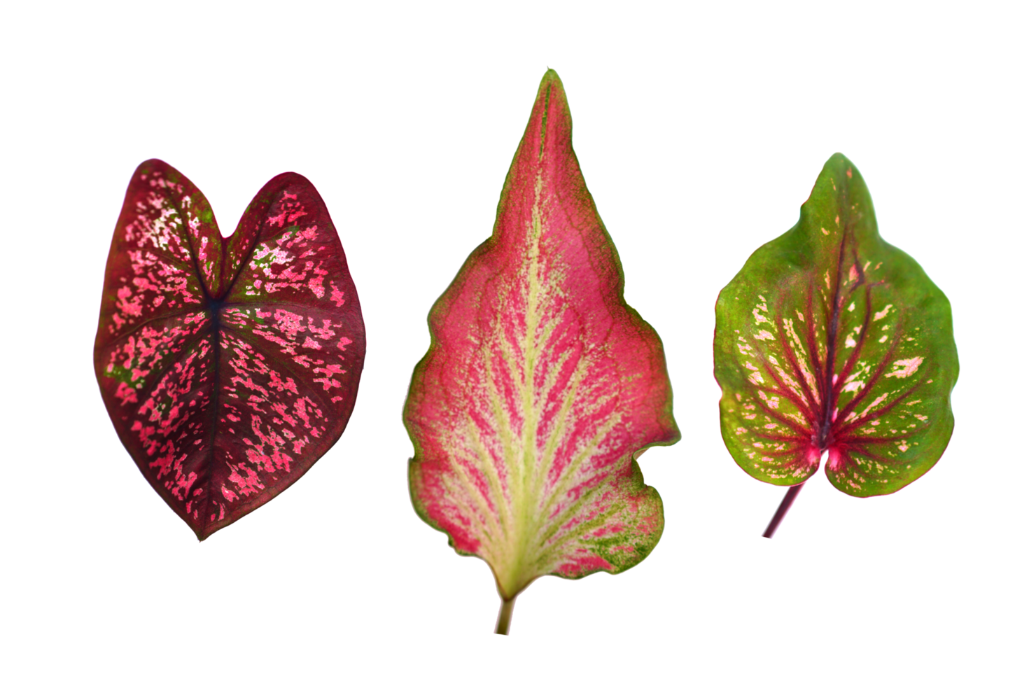 beautiful Caladium bicolor leaves 20952453 PNG