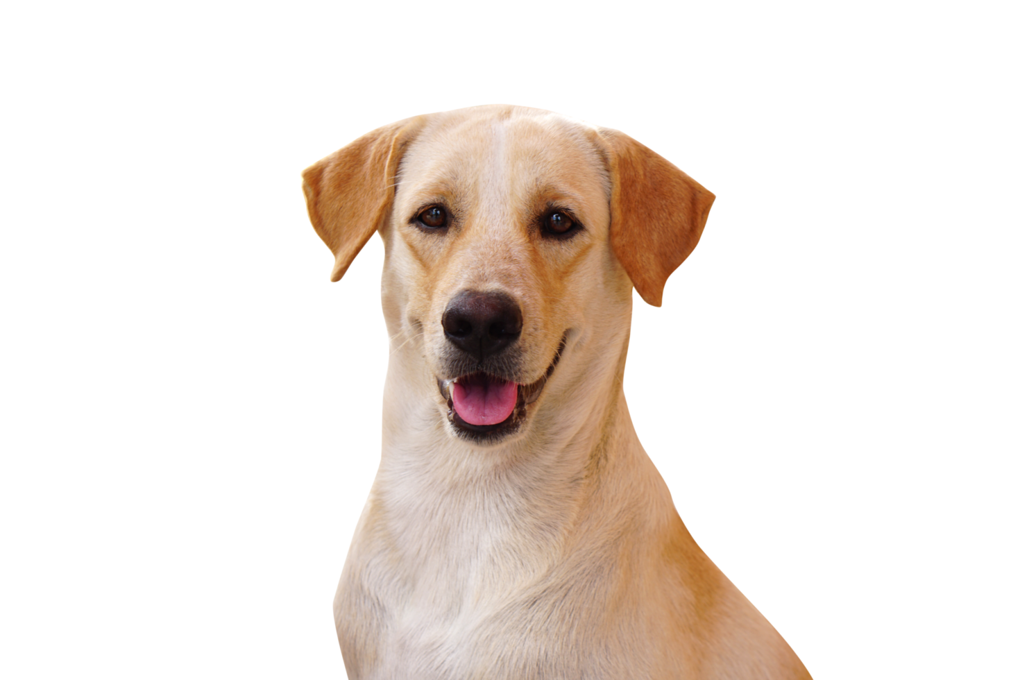 braun Hund suchen nach vorne png