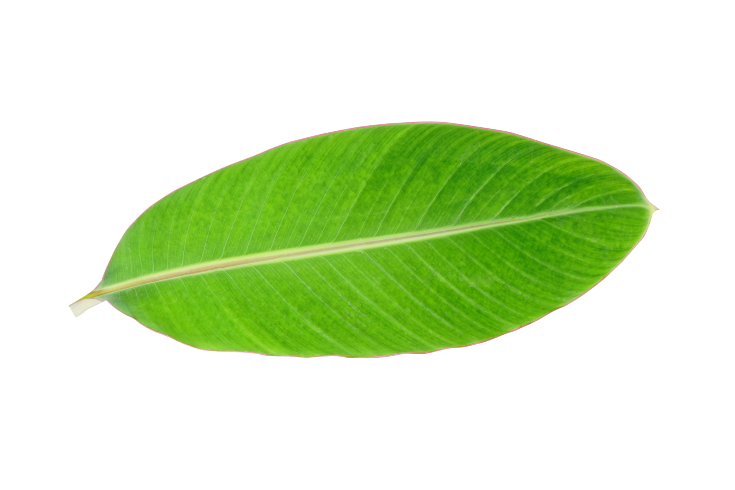 banane feuilles pour nourriture emballage png