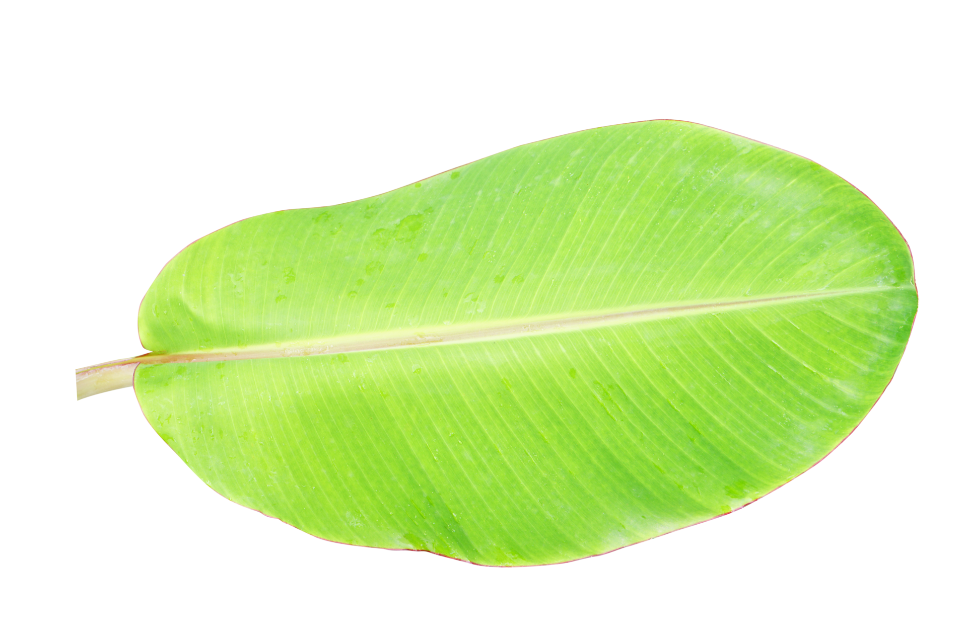 banana-leaves-for-food-wrapping-20952468-png