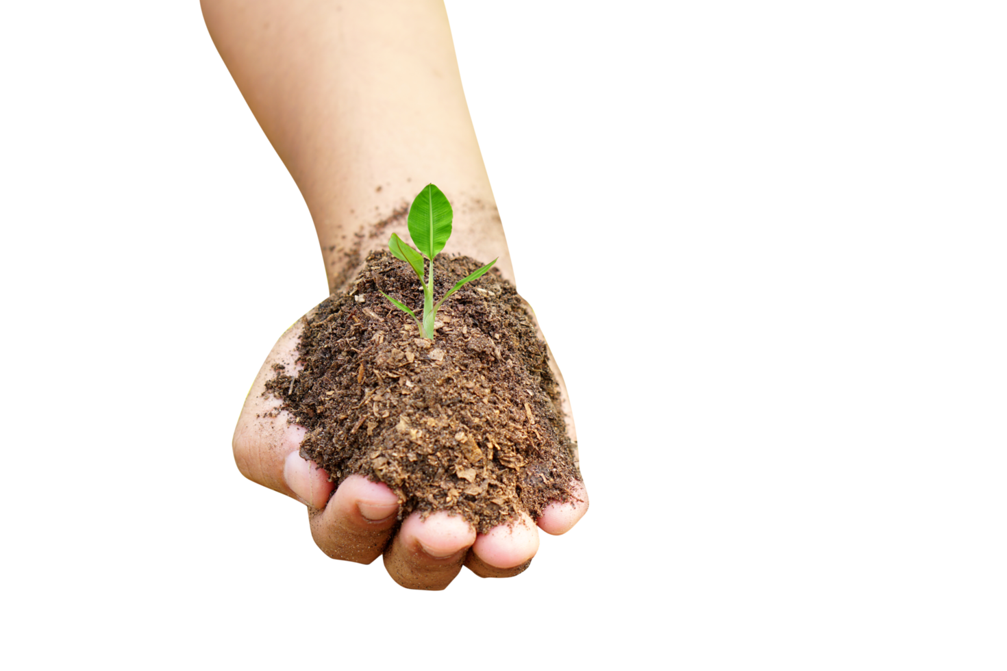 concept of saving the world tree in human hands png