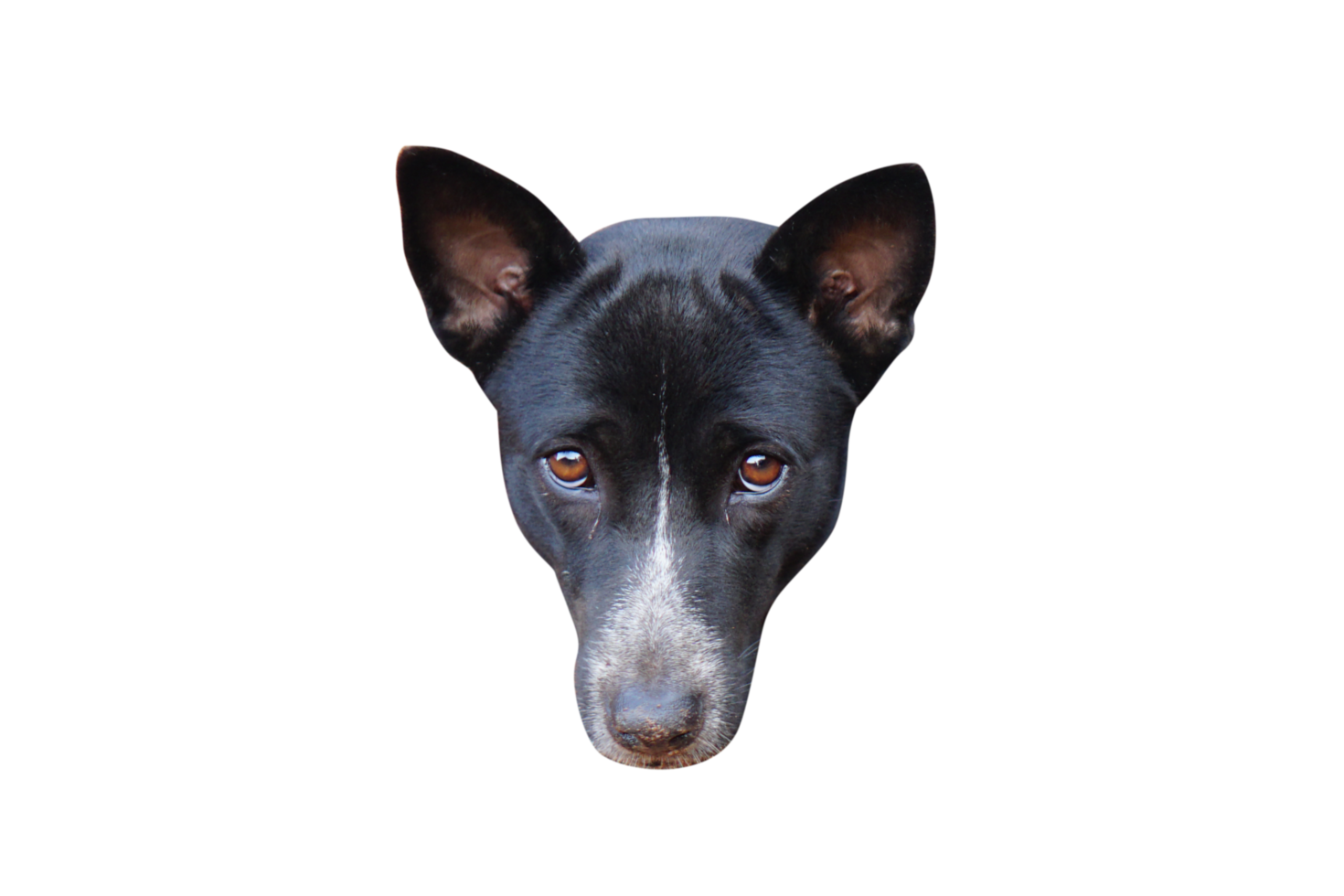 zwart hond hoofd png