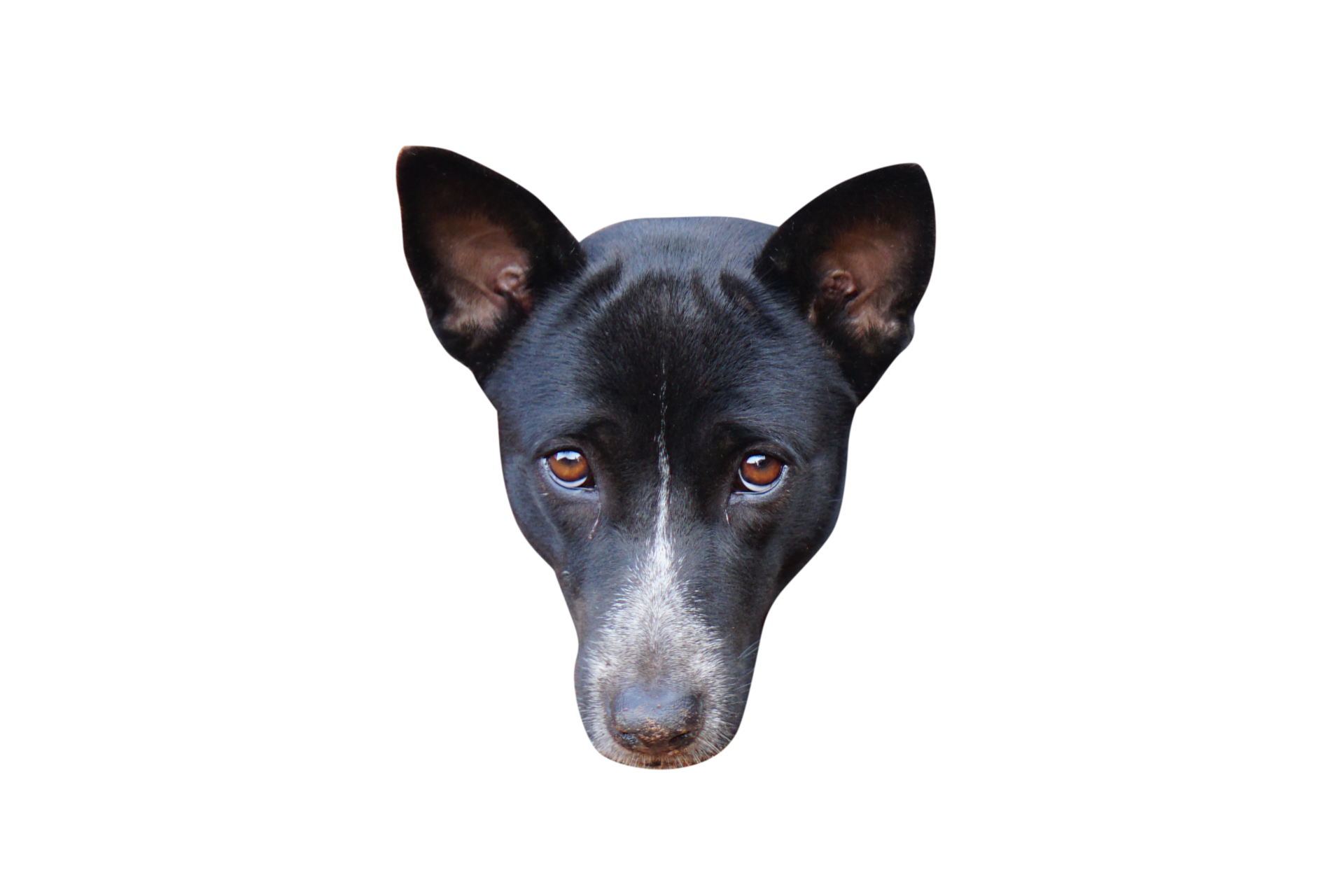 black dog head 20952489 PNG