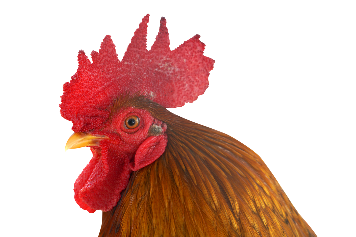 chicken, hen standing png