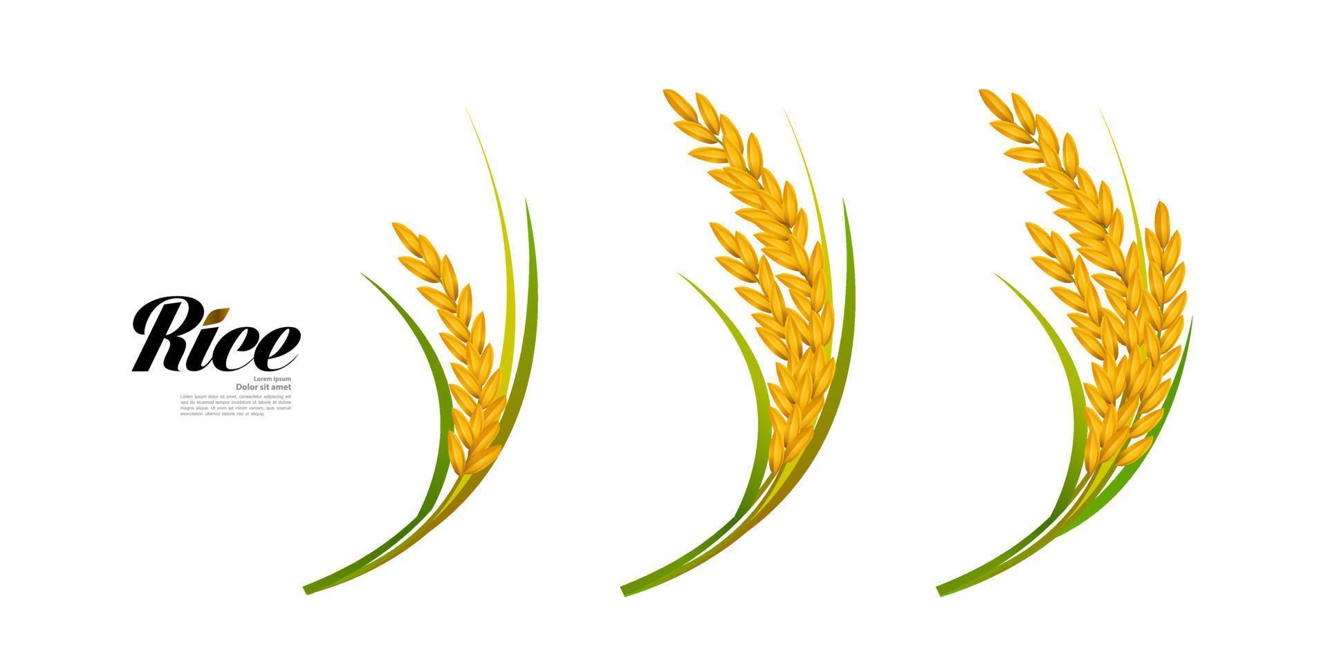 Premium Rice great quality design concept  vector. vector