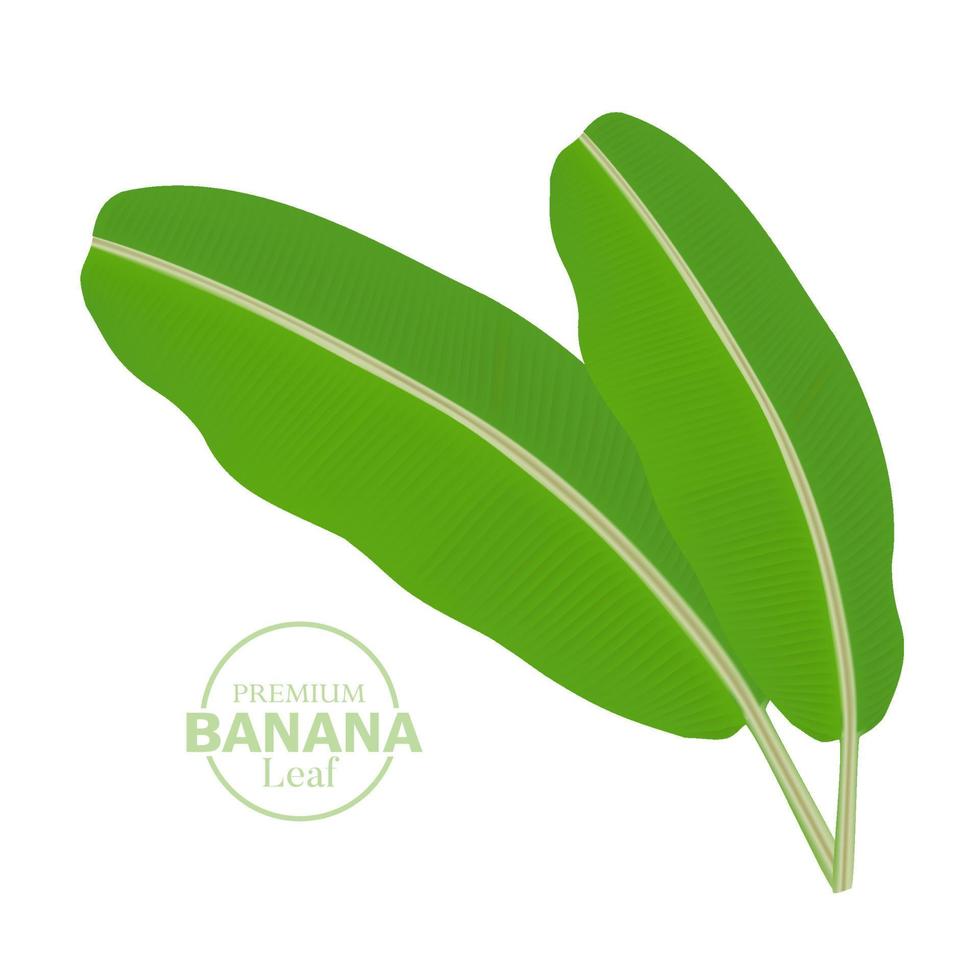 Banana Leaf Vector Isolated On White Background 20952593 Vector Art At banana-leaf-vector-isolated-on-white-background-20952593-vector-art-at