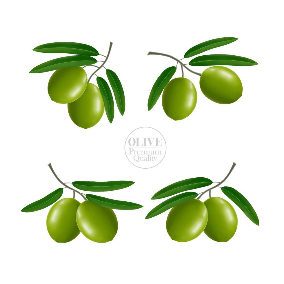 aceituna belleza y cosmético elegante ilustración. vector