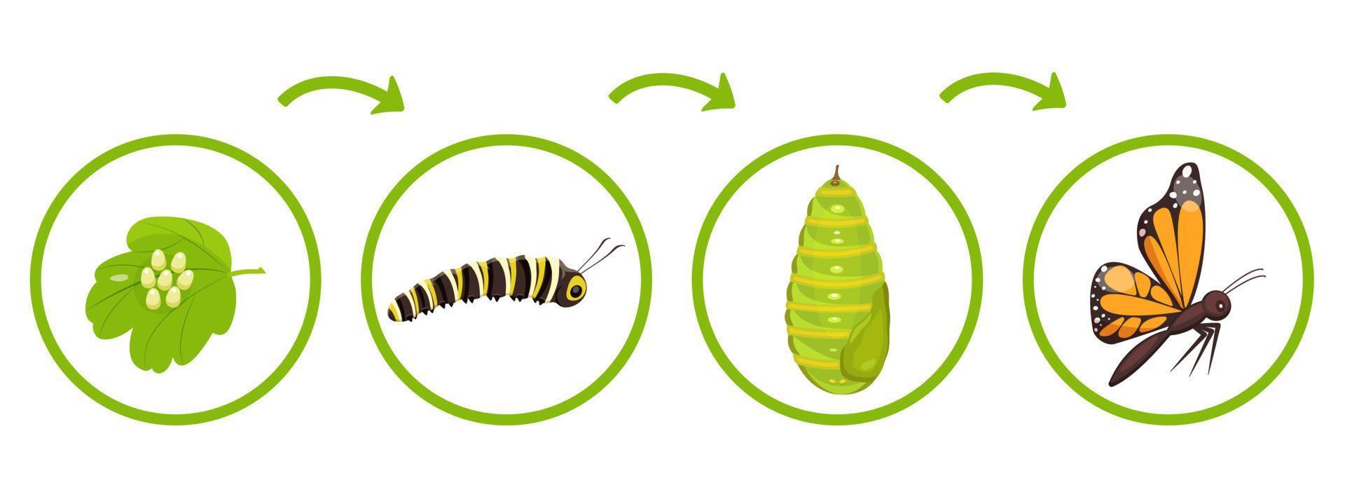 Butterfly life cycle. Infographics of transformation of caterpillar from cocoon. Vector illustration of insect metamorphosis.