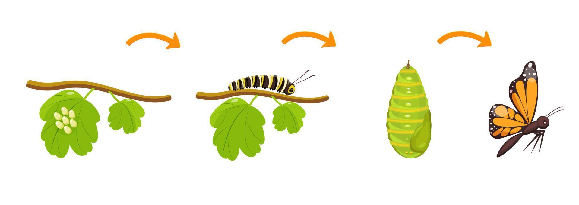 mariposa vida ciclo. transformación de oruga desde capullo. se metamorfosea de insectos en biología vector