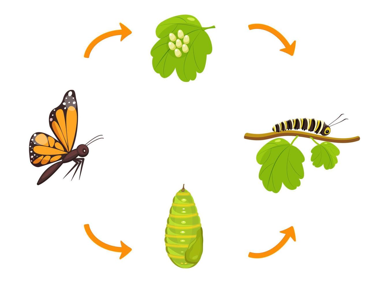 mariposa vida ciclo. transformación de oruga desde capullo. vector ilustración de insecto metamorfosis infografía