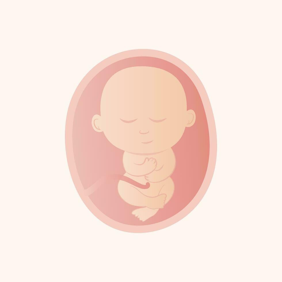 Cartoon sleeping fetus in the womb vector illustration graphic