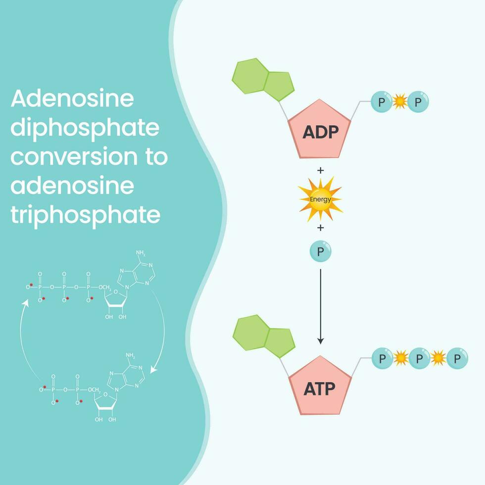 adenosina trifosfato y adenosina difosfato comparación y ciclo Ciencias vector educación infografía