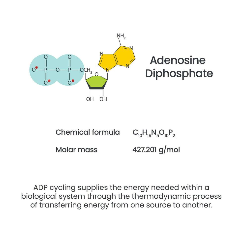 Adenosine diphosphate ADP science vector infographic