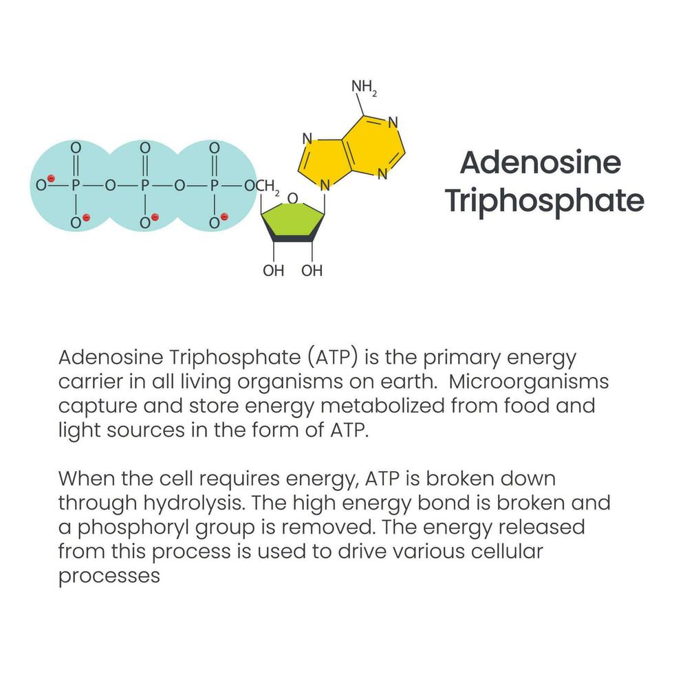 Adenosine triphosphate and adenosine diphosphate comparison and cycle science vector education infographic