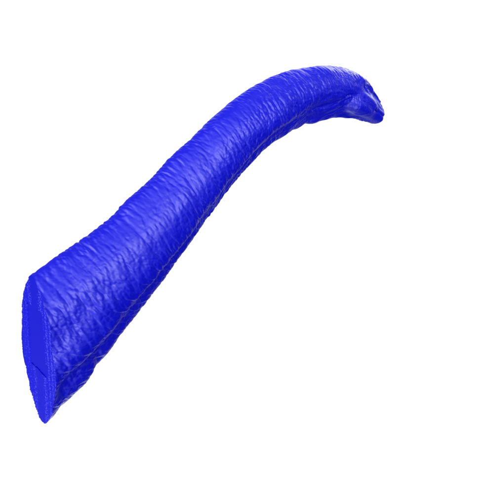 apatosaurus animal isolado em transparente fundo png