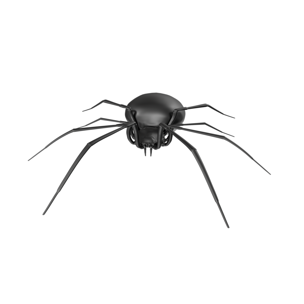 spider isolated on transparent background png