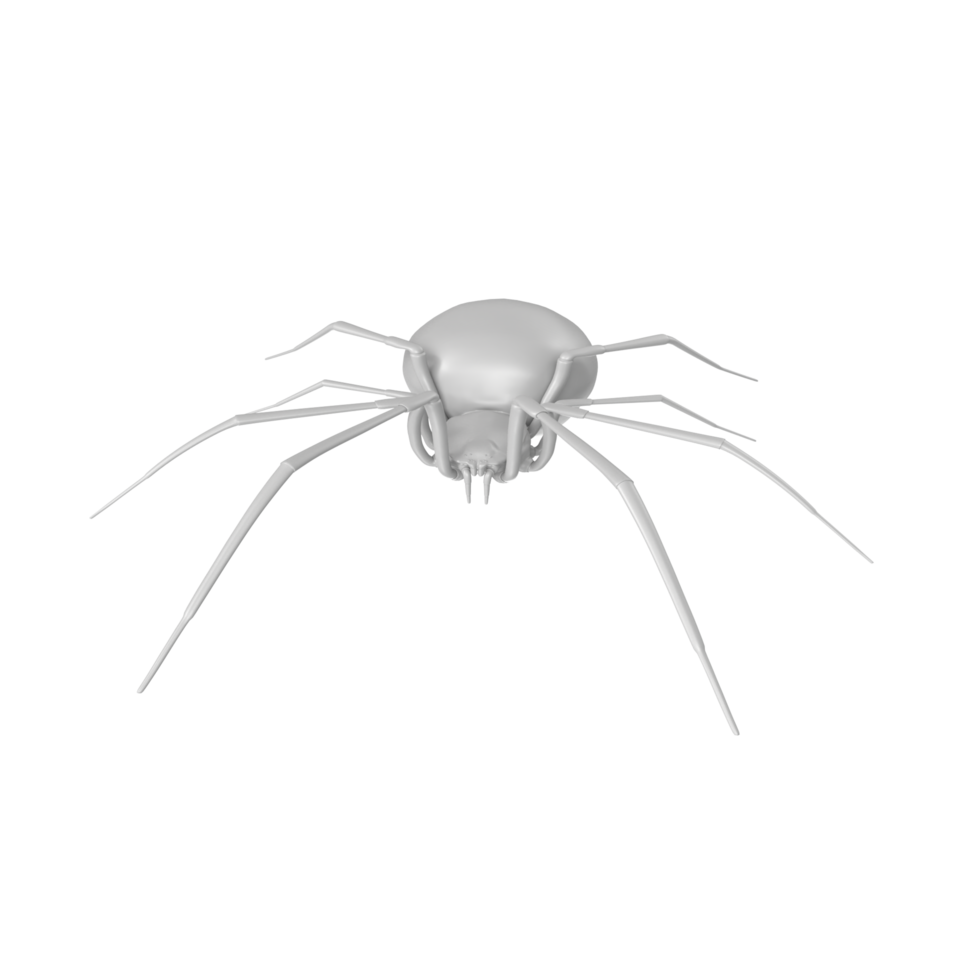 spider isolated on transparent background png