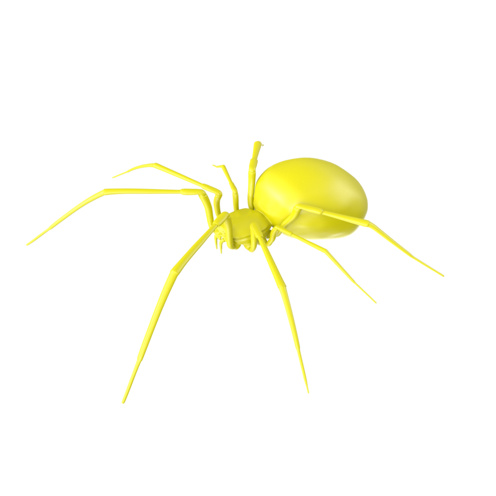 spider isolated on transparent background png
