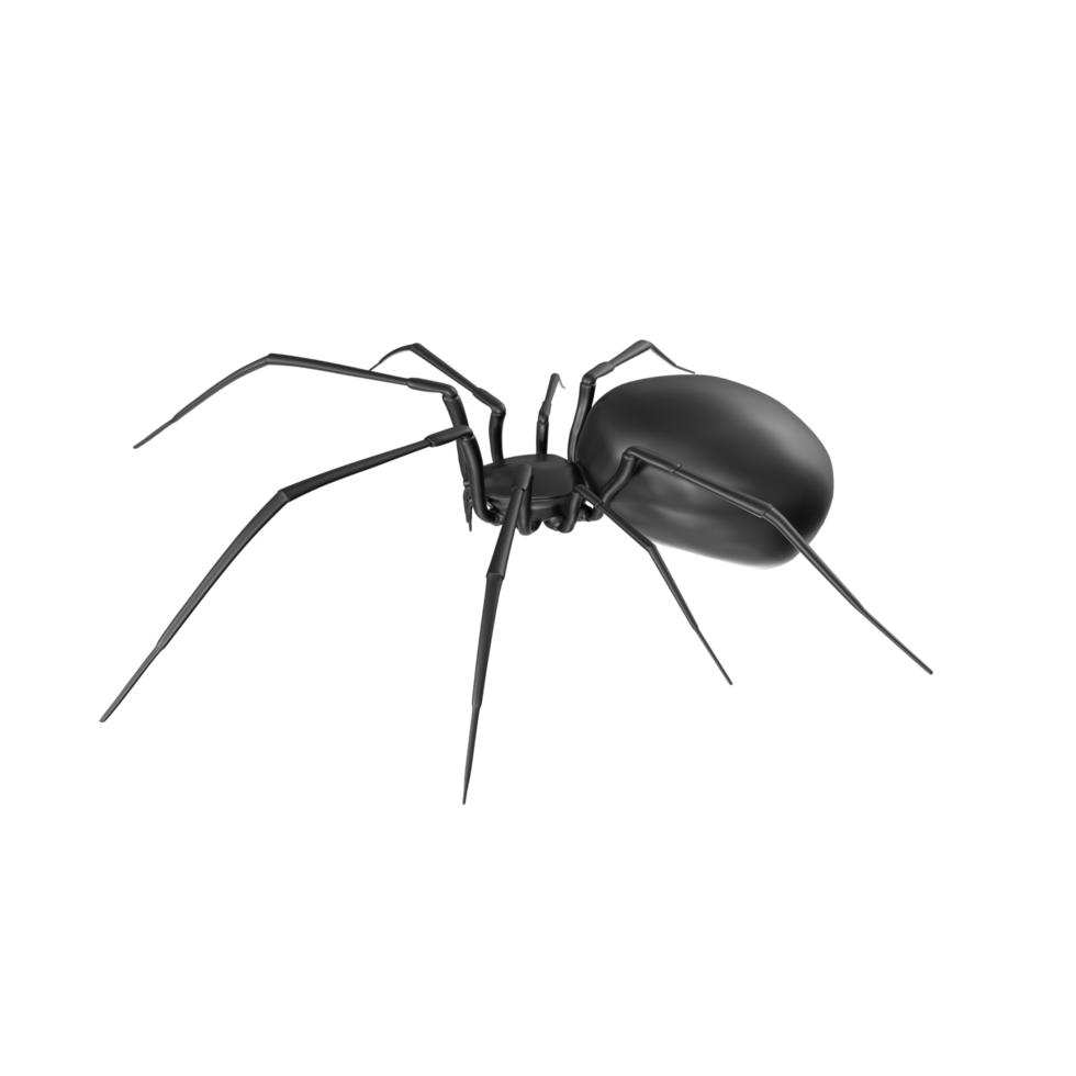 spider isolated on transparent background png