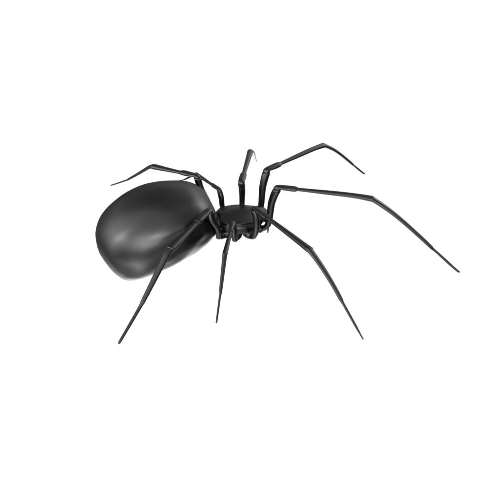 spider isolated on transparent background png