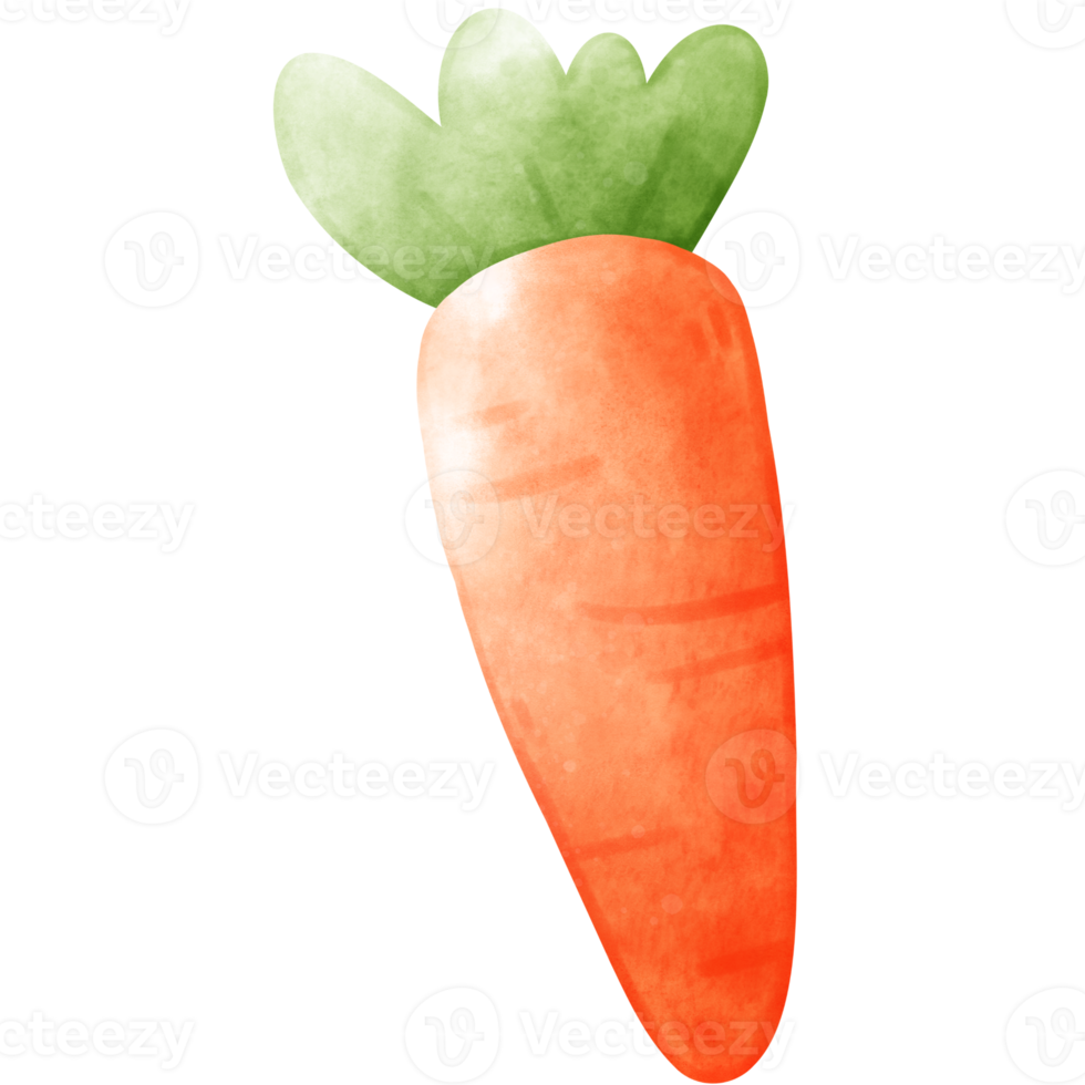 carrot illustration, watercolor carrot, veggie png