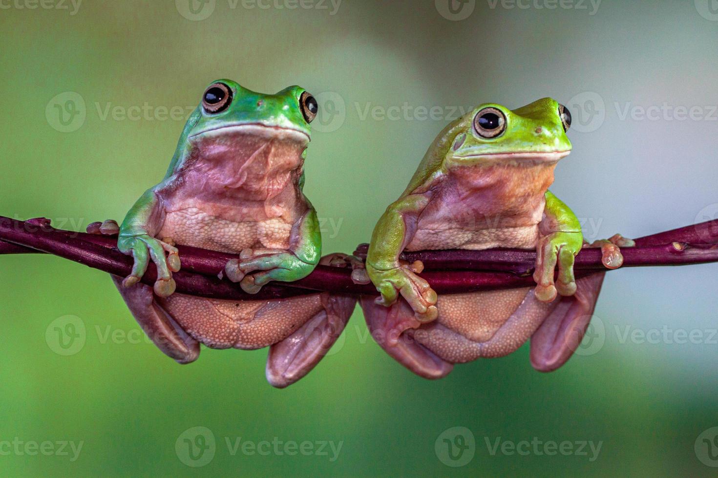 The Australian green tree frog Ranoidea caerulea, also known as simply green tree frog in Australia, White's tree frog, or dumpy tree frog photo