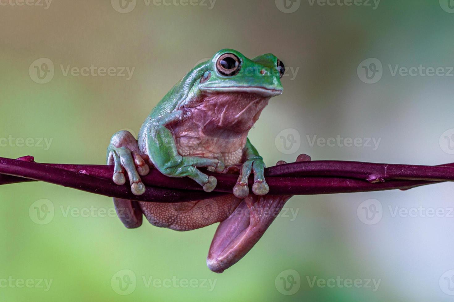 el australiano verde árbol rana ranoidea caerulea, además conocido como simplemente verde árbol rana en Australia, ropa blanca árbol rana, o regordete árbol rana foto