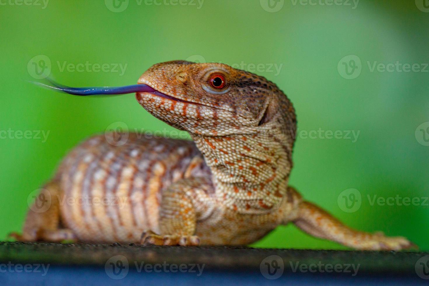The Panana blue tongue lizzard photo