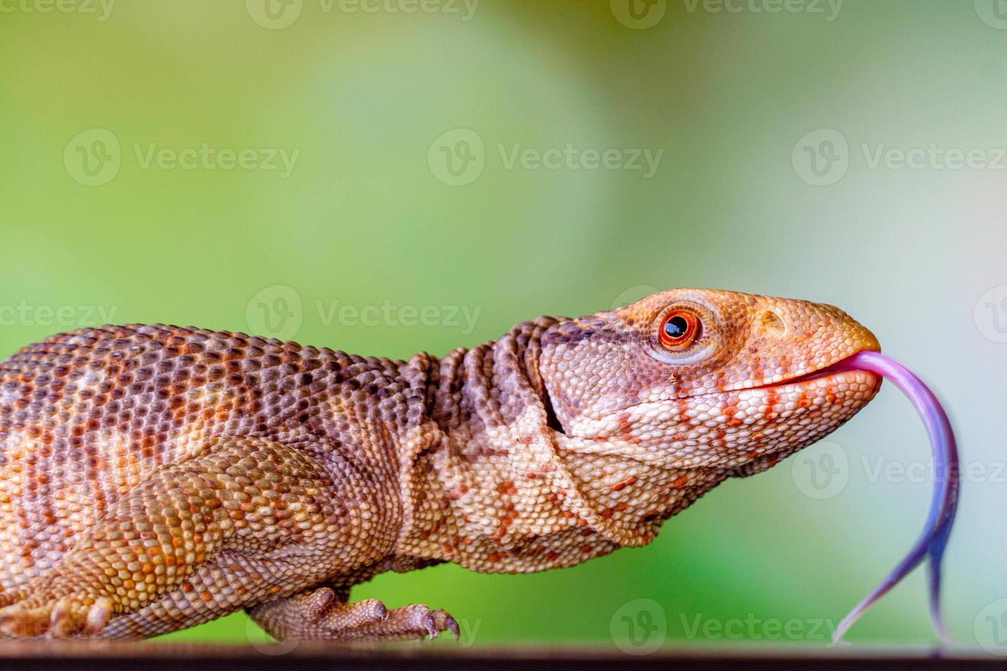 The Panana blue tongue lizzard photo