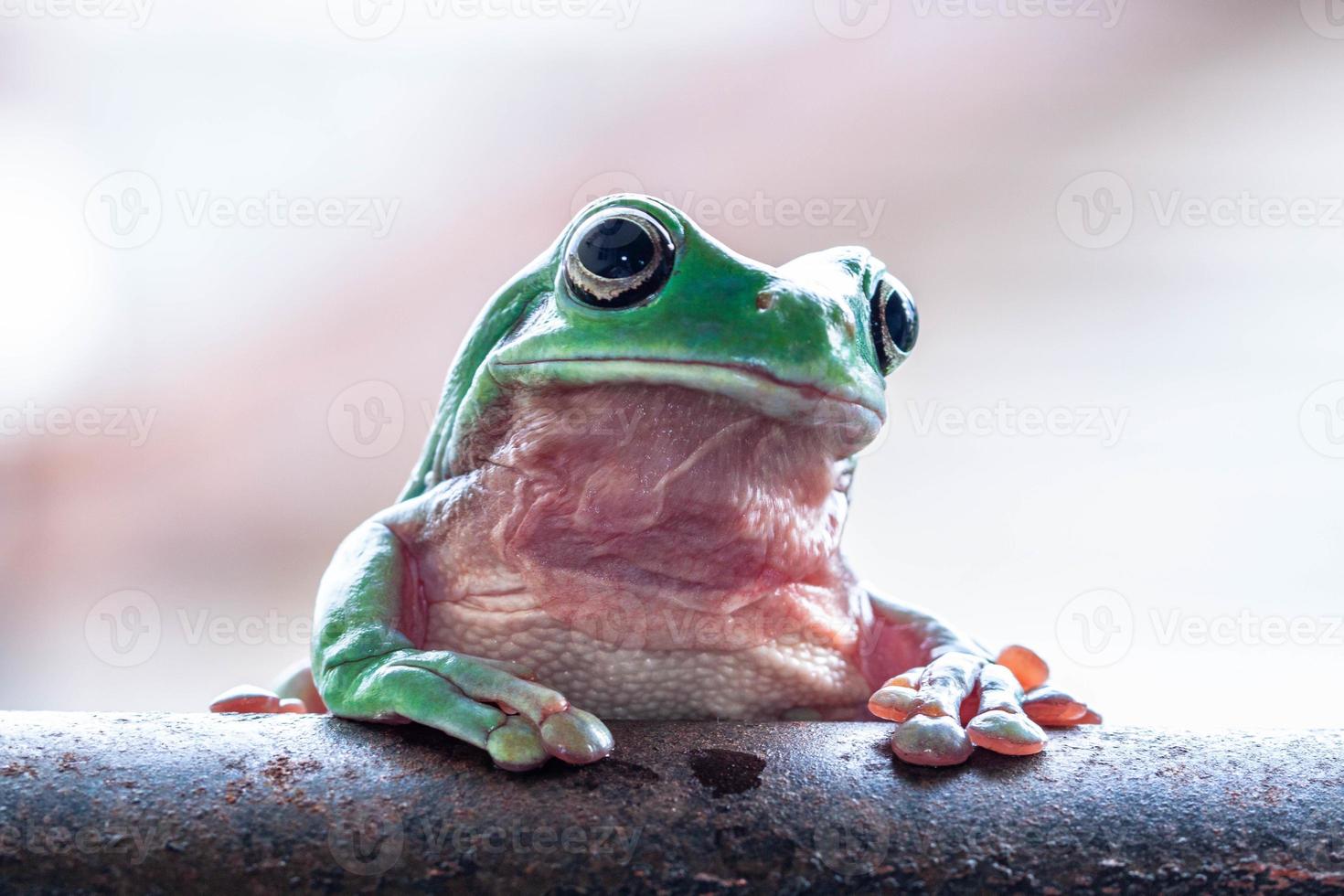 el australiano verde árbol rana ranoidea caerulea, además conocido como simplemente verde árbol rana en Australia, ropa blanca árbol rana, o regordete árbol rana foto