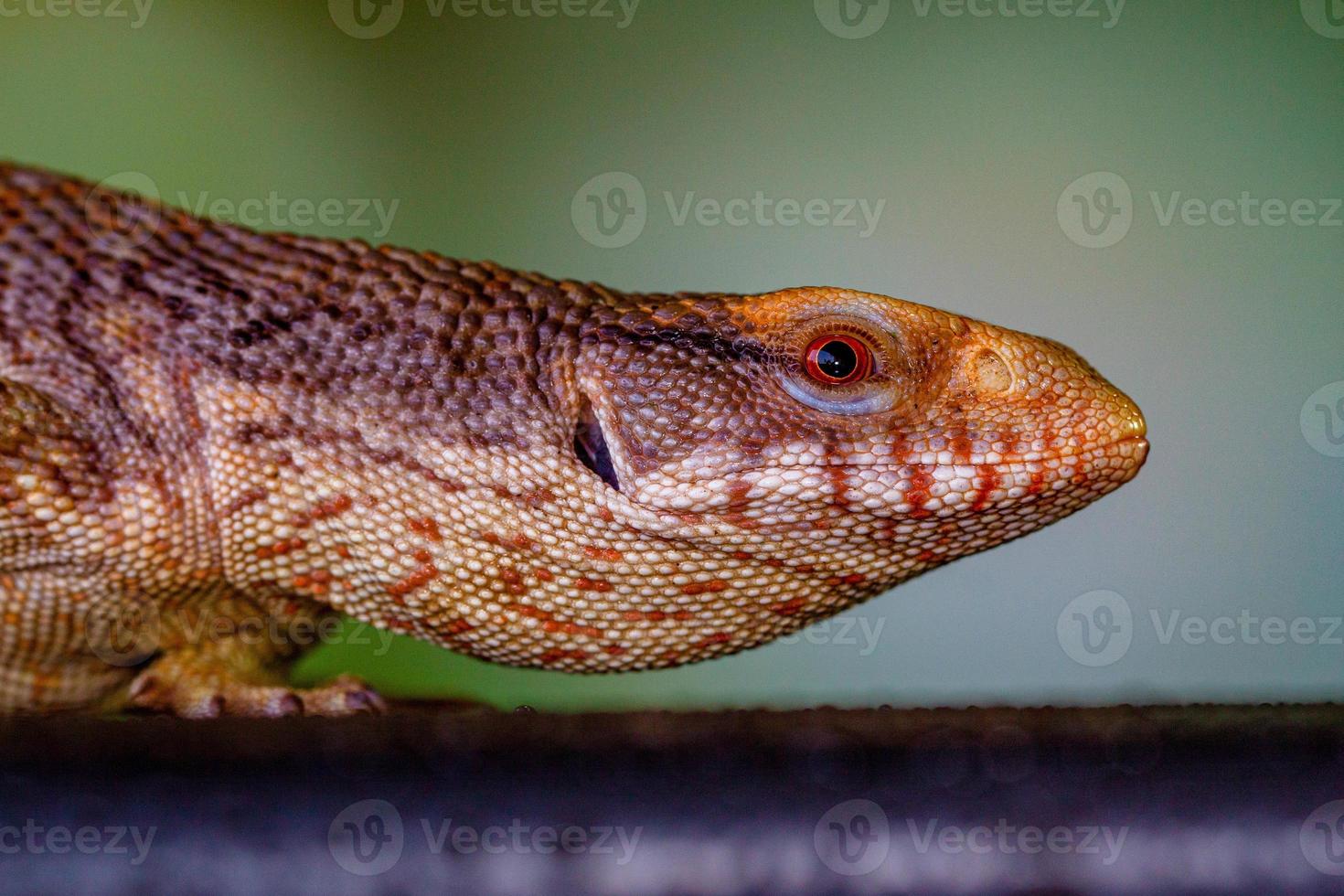 el Panamá azul lengua lizzard foto