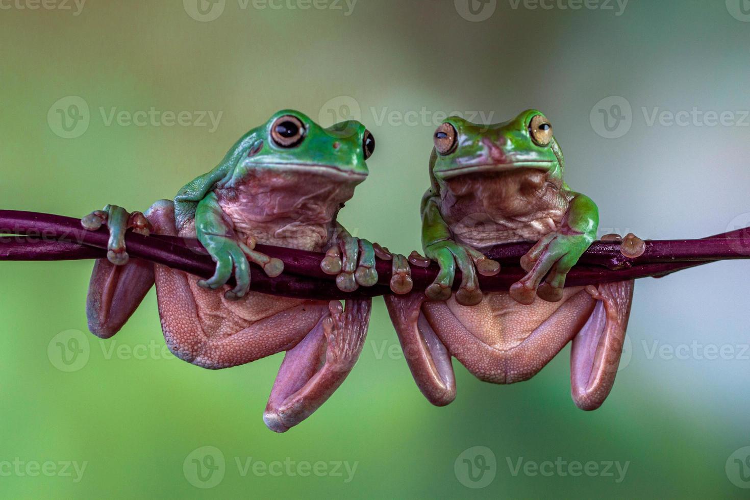 The Australian green tree frog Ranoidea caerulea, also known as simply green tree frog in Australia, White's tree frog, or dumpy tree frog photo