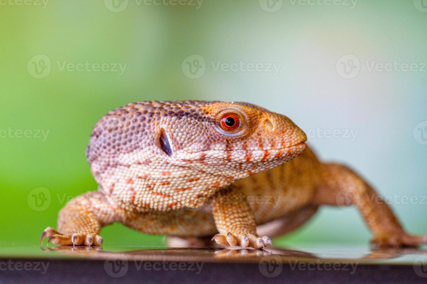 The Panana blue tongue lizzard photo