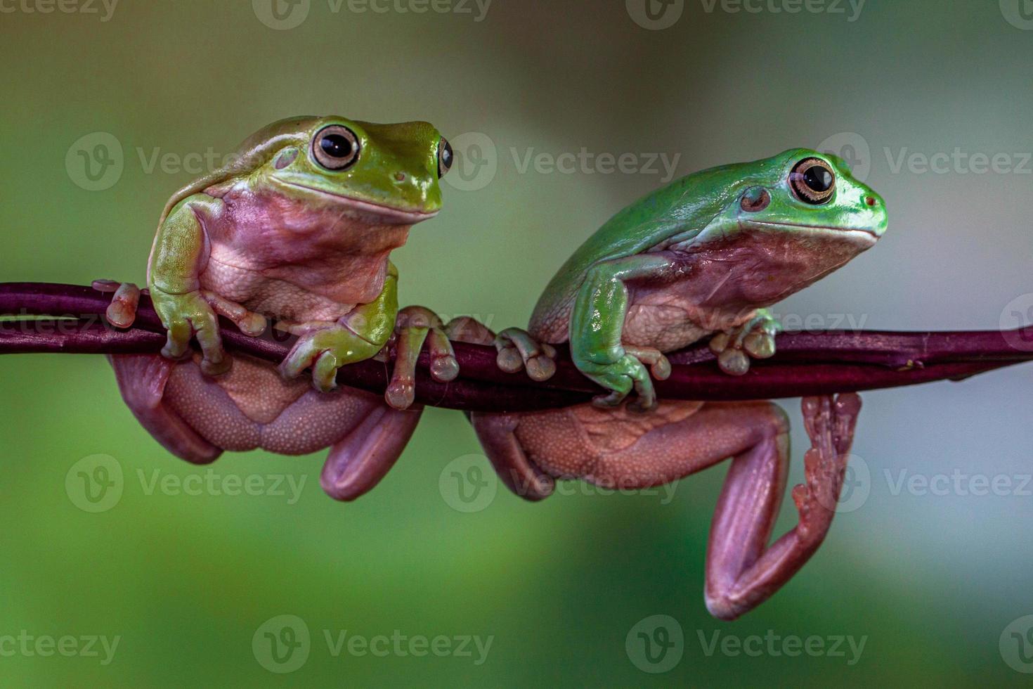 el australiano verde árbol rana ranoidea caerulea, además conocido como simplemente verde árbol rana en Australia, ropa blanca árbol rana, o regordete árbol rana foto