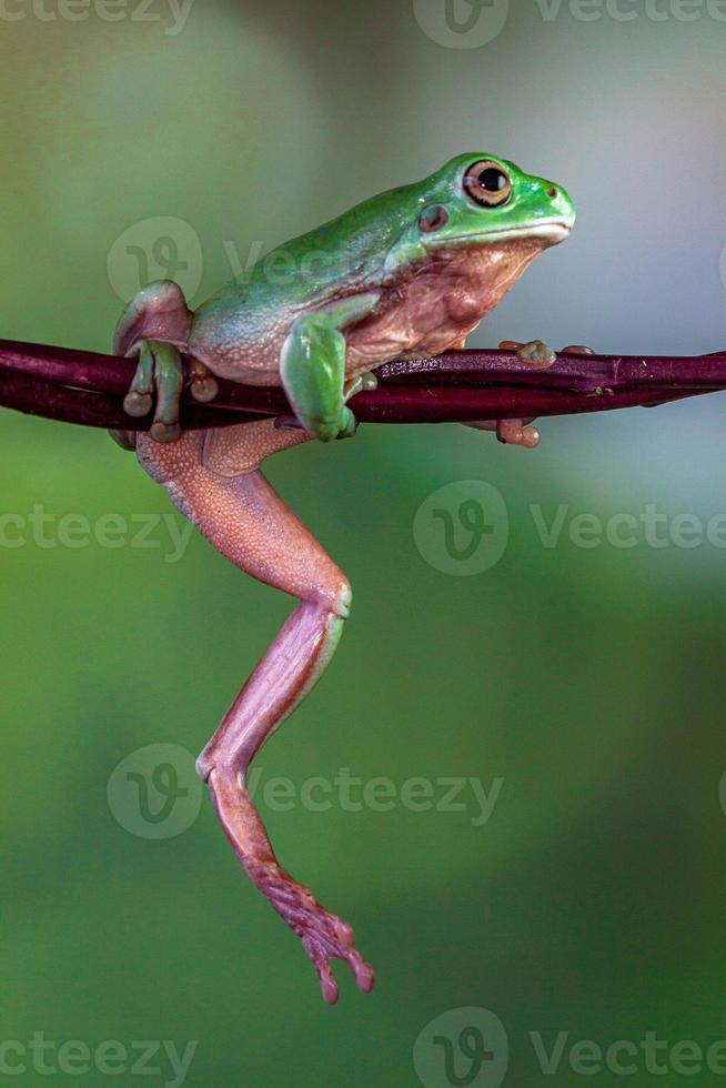 el australiano verde árbol rana ranoidea caerulea, además conocido como simplemente verde árbol rana en Australia, ropa blanca árbol rana, o regordete árbol rana foto