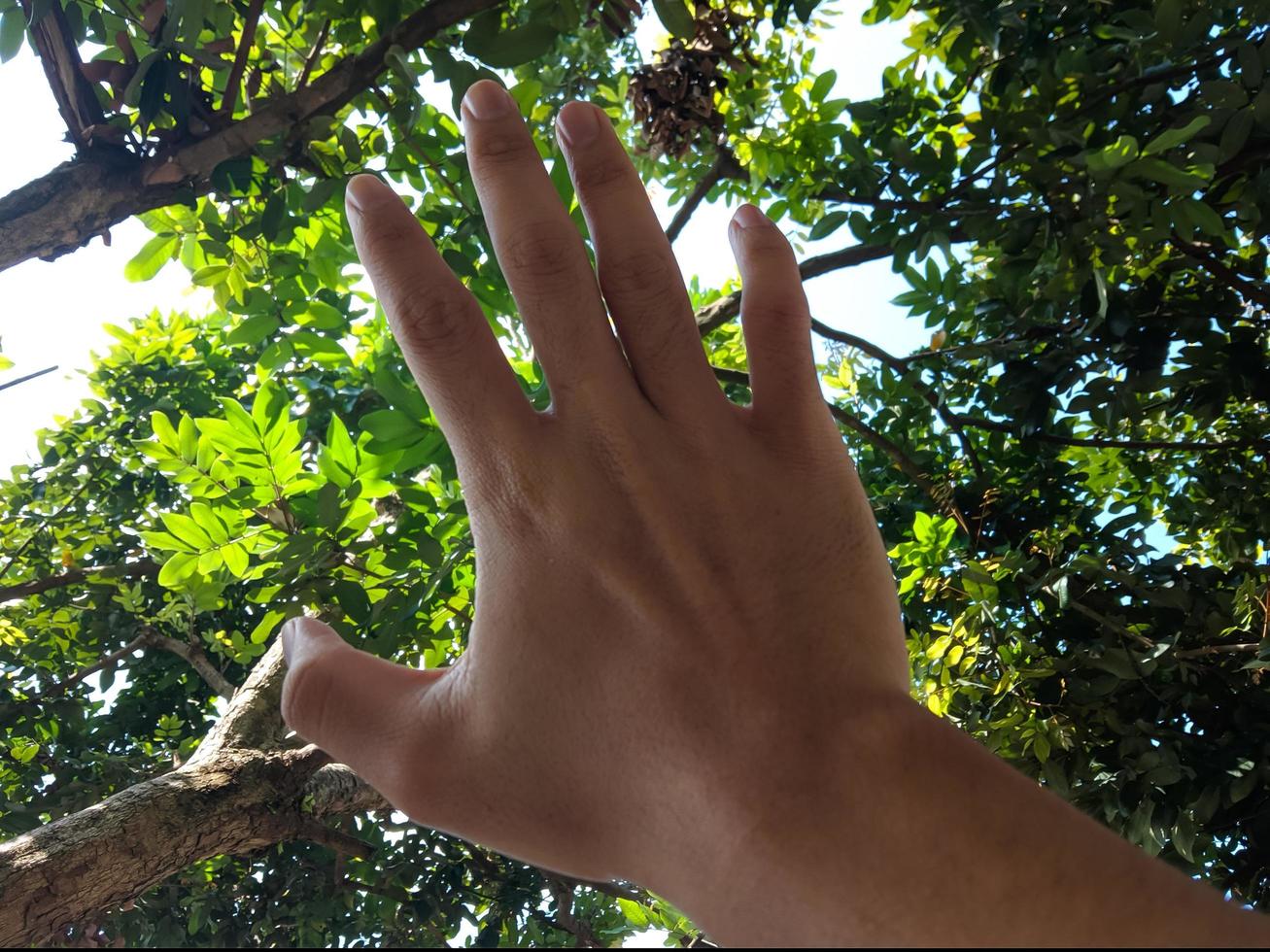 Man's hand raised up against a background of trees photo