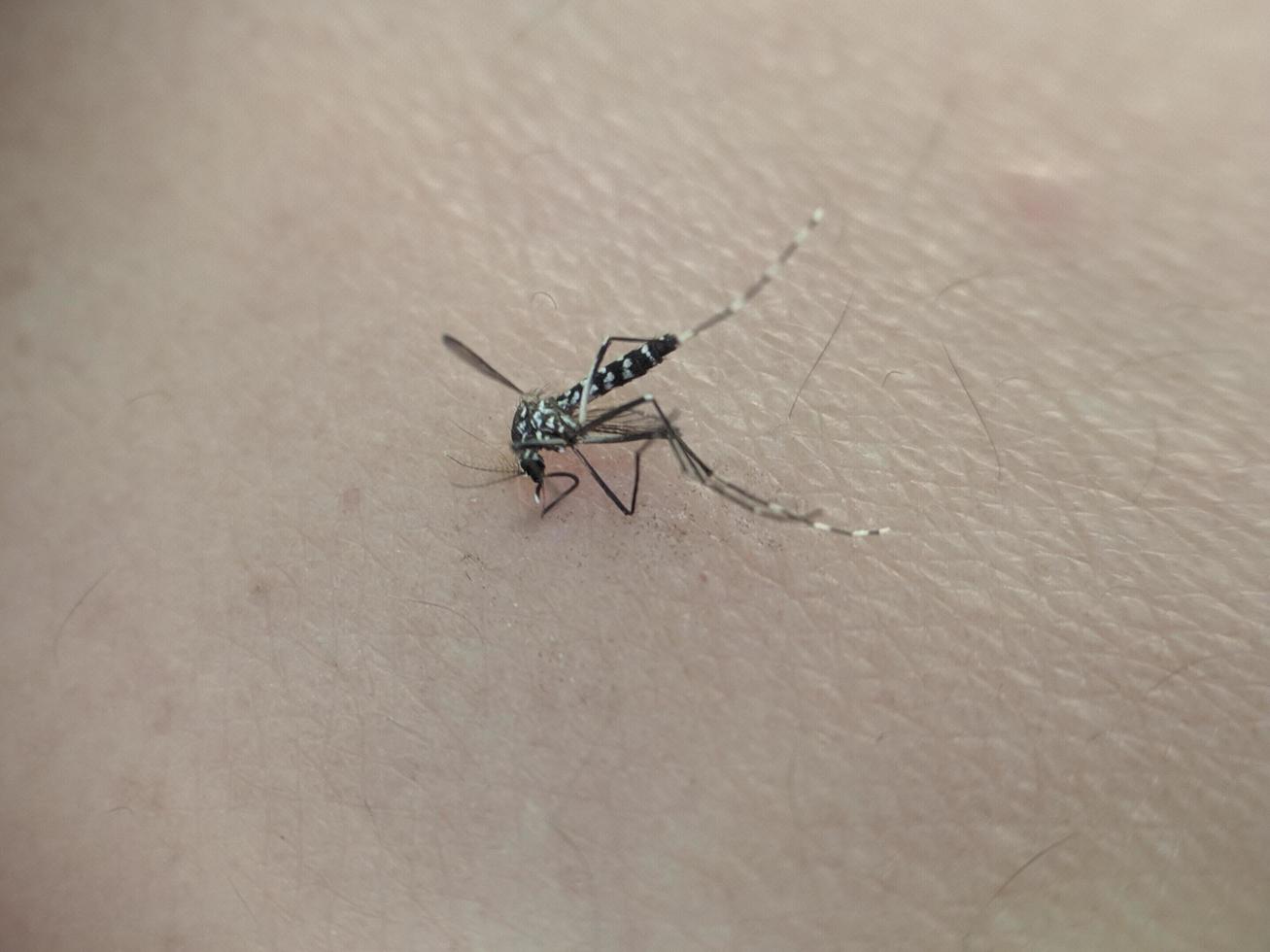 A mosquito that died on human skin photo