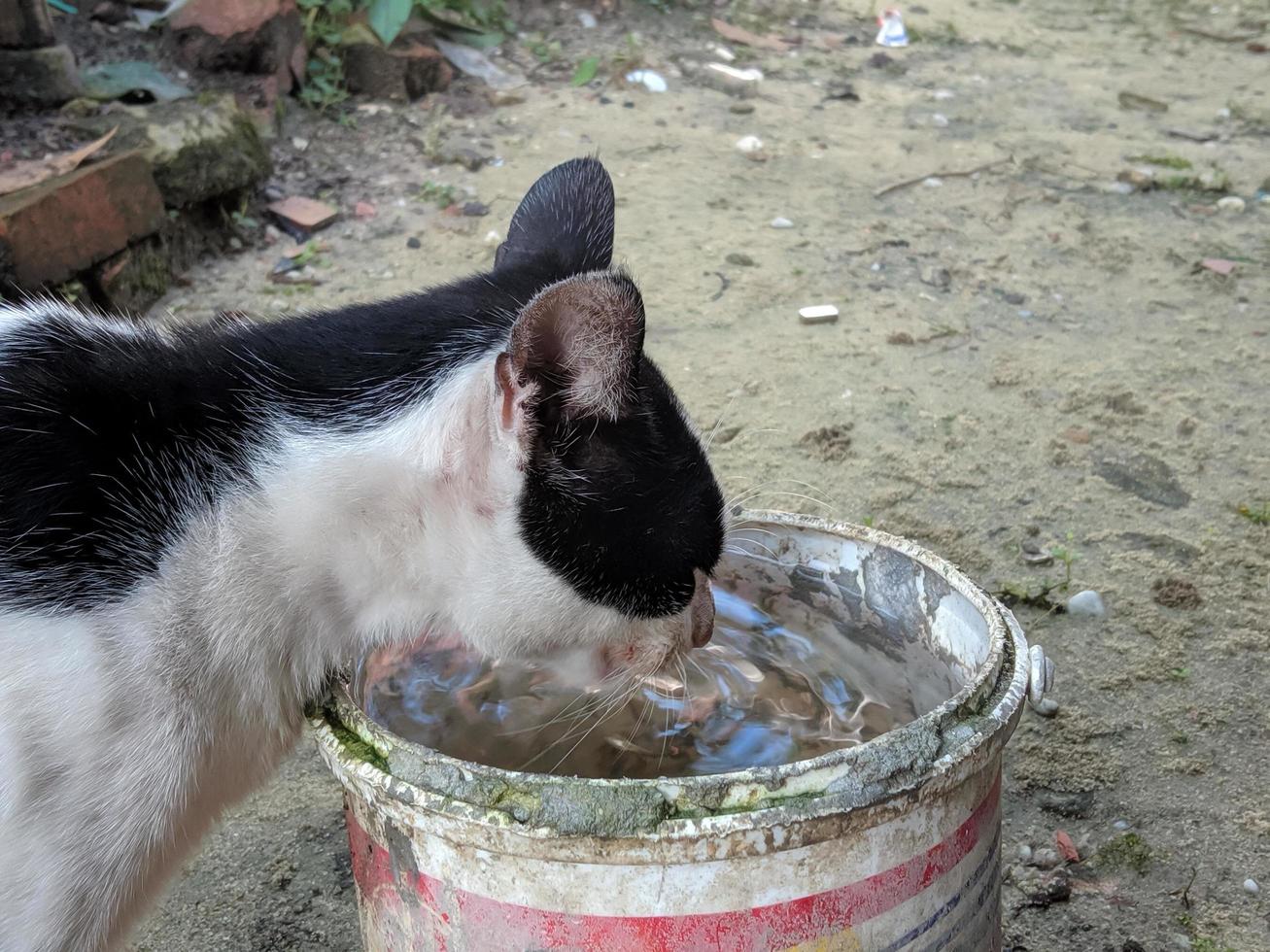 A stray cat is drinking photo