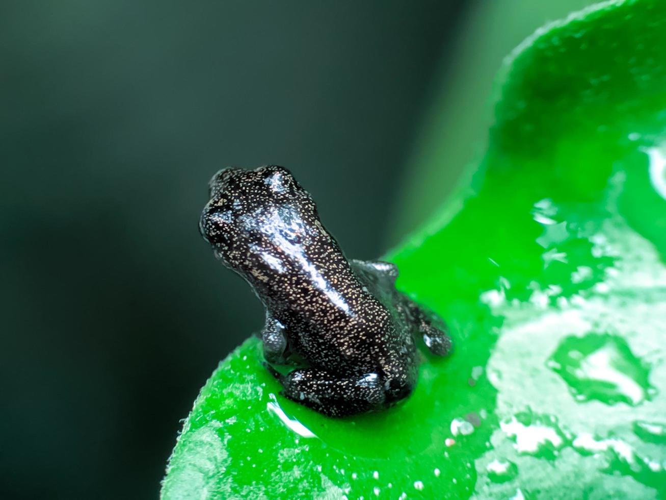 a frog cub on a green leaf photo