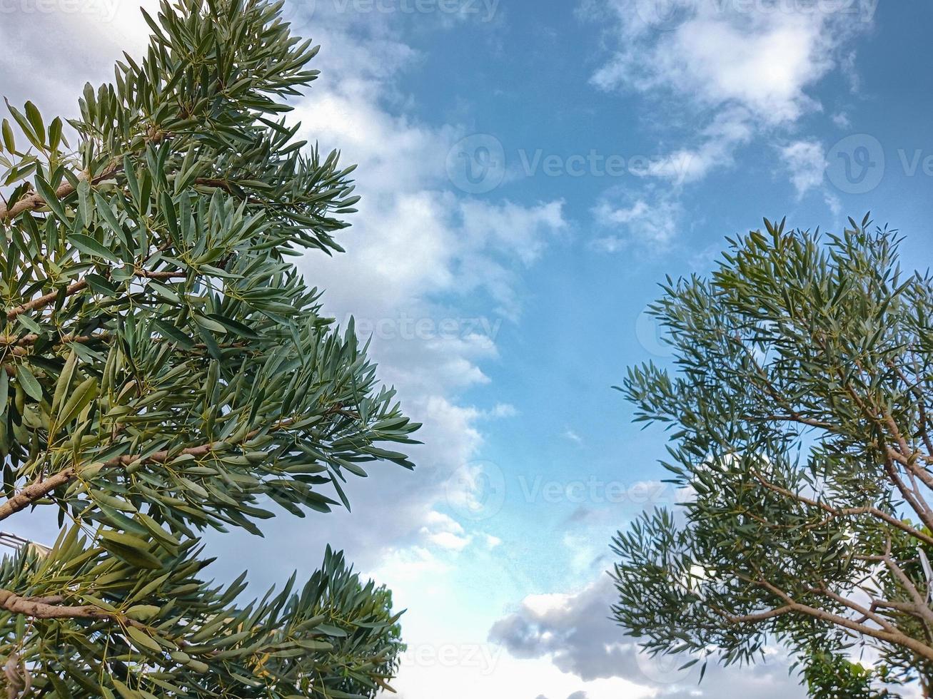 Two trees with blue sky background photo