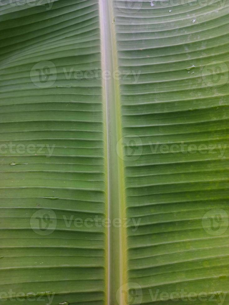Close up of green banana leaf texture photo