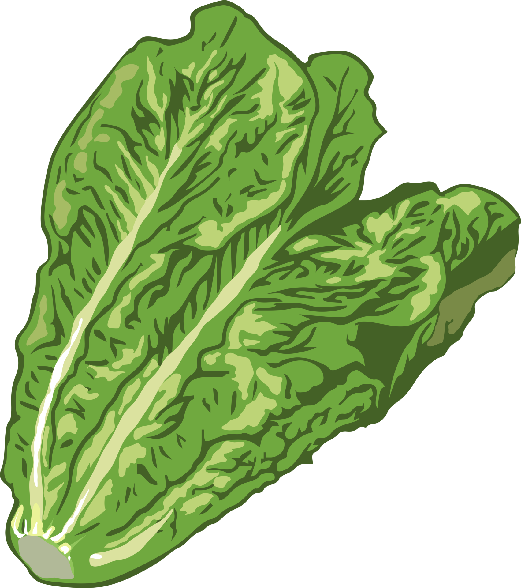 Lettuce Clip Art
 Lettuce png graphic clipart design PNG